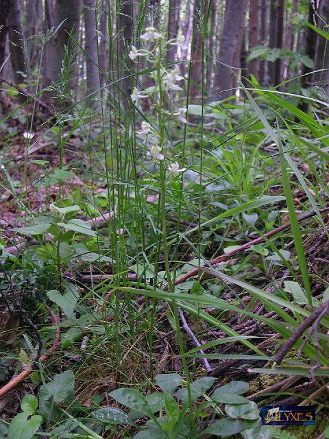 Platanthera chlorantha.JPG